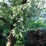Prunus serotina Çiçek