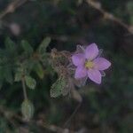 Spergularia rupicola Flower