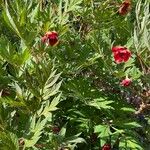 Paeonia delavayi برگ