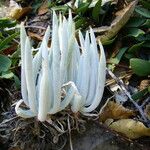 Dudleya densiflora Hábito