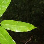 Mabea montana Leaf