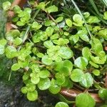 Sedum makinoi Leaf