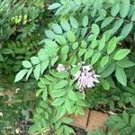 Indigofera incarnata Frunză