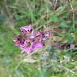 Desmodium intortum Blüte