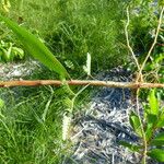 Acacia mangium Іншае