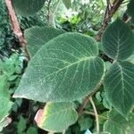 Hydrangea aspera Leaf