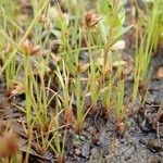 Juncus capitatus Hábito