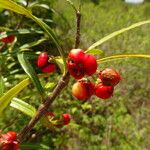 Malpighia linearis Fruto