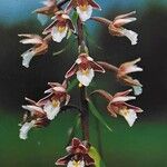 Epipactis palustris Flor