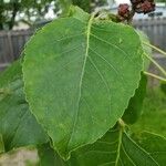 Populus deltoides Blatt