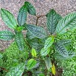Impatiens hians Leaf