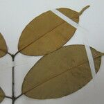 Eugenia wentii Other