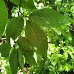 Prunus padusLeaf