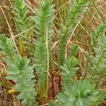 Euphorbia paralias Blad