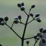 Psychotria panamensis Fruit