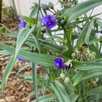 Tradescantia ohiensisŽiedas