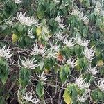 Colebrookea oppositifolia Flower