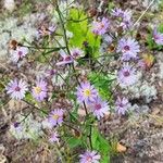 Symphyotrichum oolentangiense 花