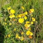 Pilosella lactucella Flower