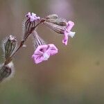 Silene bellidifolia Flower