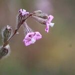 Silene bellidifolia Blüte