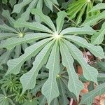 Manihot grahamii Blad