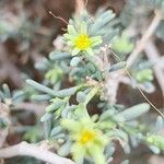 Gymnocarpos decander Flower