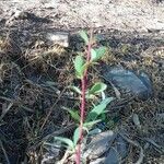 Salix purpureaFeuille