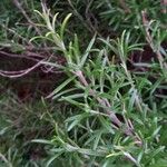 Rosmarinus officinalis Leht