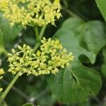 Cissus verticillata花