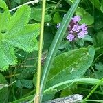 Bistorta vivipara Leaf