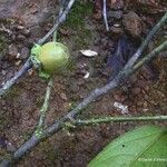 Diospyros samoensis Fruit