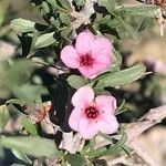 Prunus spp. Λουλούδι