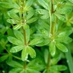Galium mollugo (Habitus)