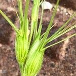 Aegilops triuncialis Fruit