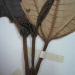 Miconia punctata Arall