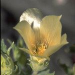 Mentzelia involucrata Flower