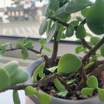 Portulacaria afra ᱥᱟᱠᱟᱢ