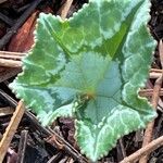 Cyclamen hederifoliumFolha