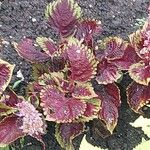 Coleus scutellarioides Blad