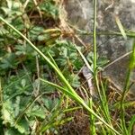 Dianthus carthusianorum Leht