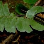 Lindsaea lancea Hoja