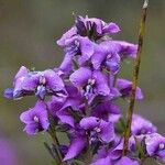 Hardenbergia comptoniana Кветка