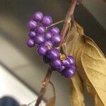 Callicarpa japonica Fruit