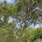Melaleuca linariifolia आदत