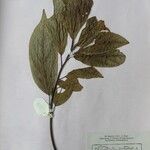 Cinnamomum glanduliferum Otro