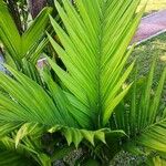 Areca triandra Folio