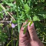 Cirsium arvenseFloare