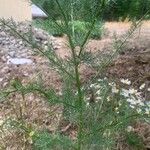 Tripleurospermum inodorum Foglia