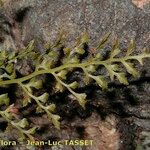 Asplenium cuneifolium Feuille